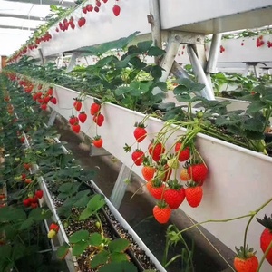 Système de culture hydroponique de gouttière de plantation de fraises commerciales - Product Image 4