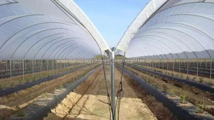 Invernadero Inteligente de Plástico Automatizado Multiusos para Agricultura Moderna, para Cultivo de Arándanos y Siembra de Tomates - Product Image 3