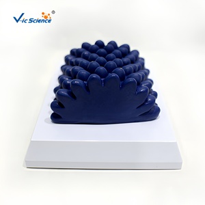 Juego de <span class=keywords><strong>4</strong></span> Modelos de Estructura de Virus, Modelo Anatómico de Microorganismos Ampliados, Material Didáctico para Laboratorio Biológico y Escuela, CE/ISO/ROHS/CNAS - Product Image 5