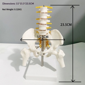 Becken-Lendenwirbelsäulen-Nerven-Knochen-Skelettmodell für Geburtshilfe, Gynäkologie, Orthopädie und Schmerztherapie, Kleines 5-Teiliges Beckenmodell - Product Image 3
