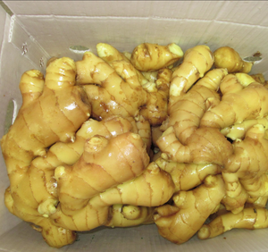 Tươi Gừng Hữu Cơ Giá Gốc Từ Trung Quốc 150G 200G 250G Số Lượng Lớn Tươi Khô Gừng Trung Quốc - Product Image 3