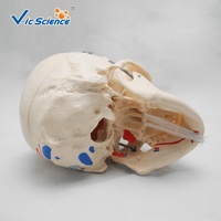 Modelo Anatómico de Puntos de Anclaje Muscular de Cráneo con Código de Color para Enseñanza de Odontología y Ortopedia, con Certificaciones CE/ISO/ROHS/CNAS