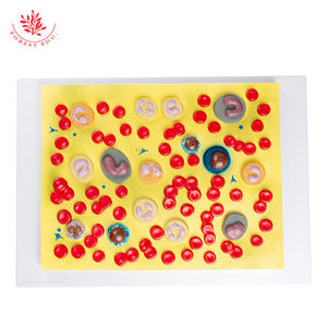 의료 model 피 혈소판 피 셀 의 인간의 model - Product Image 2