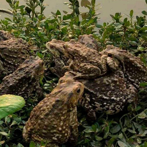 医学グレード100% Bufo Gargarizansカンターヒキガエル毒エキスプレミアム伝統的な中国薬用動物エキス粉末フォーム - Product Image 6