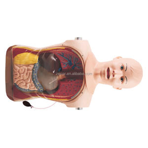 نماذج التغذية الرغامية الأنفية والمعدة ، محاكي التغذية الأنفية والمعدية والرعاية الرغامية ZW/81 - Product Image 3