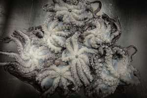 Buen <span class=keywords><strong>precio</strong></span> Frozen Chile <span class=keywords><strong>Pulpo</strong></span> de alta calidad - Product Image 5