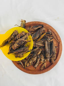 Fabrication en usine de divers aliments délicieux riches en protéines pour oiseaux et reptiles, insectes séchés (sauterelles, gaufrés) - Product Image 6