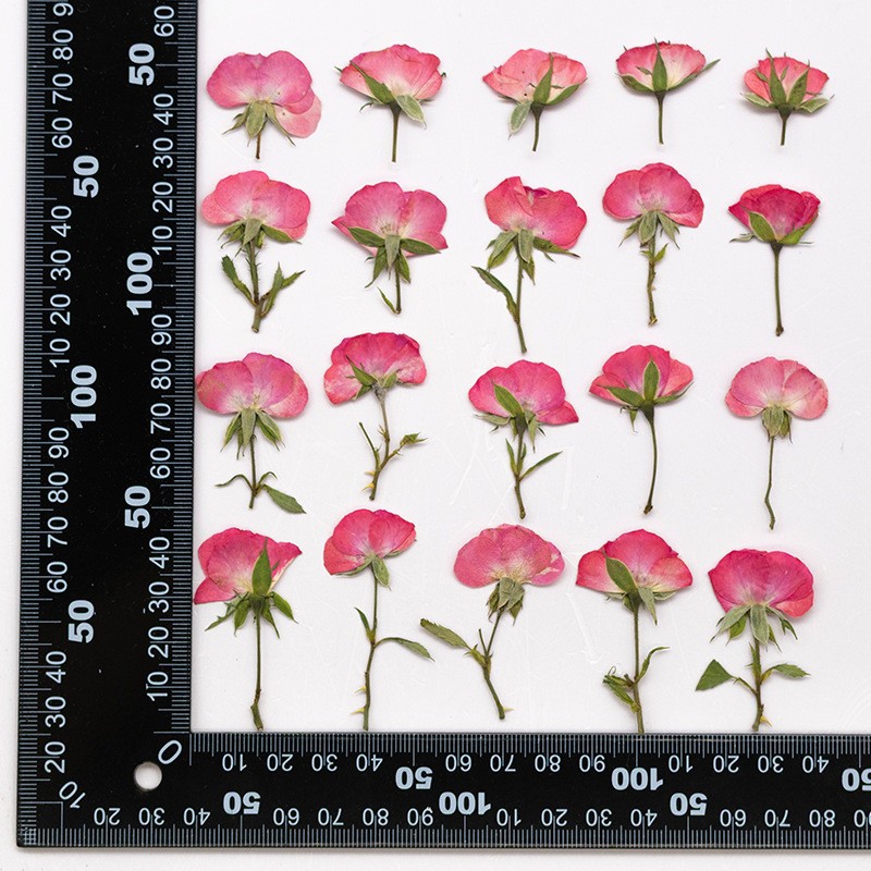 MH726 Yuejiceyadaizhi Rose naturel