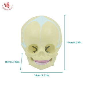 Modello di teschio per bambino umano bambino modello di teschio di forma reale <span class=keywords><strong>scheletro</strong></span> umano - Product Image 4