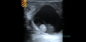 Best Verkopende Draagbare Abdominale Echografie Voor Runderen Koe Vee Schapen Zwangerschap Vee Dieren Scannen - Product Image 5