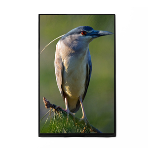 Màn Hình Mô-đun Hiển Thị LCM 10.1 Inch 800 * RGB * 1280 IPS + MIPI Cho Bảng Điều Khiển Công Nghiệp Máy Tính - Product Image 1