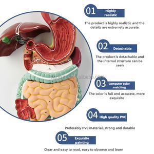 Modelo <span class=keywords><strong>de</strong></span> sistema digestivo humano, sección coronal anatómica del estómago, nariz y garganta, ciencia médica - Product Image 3