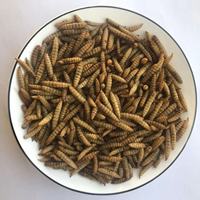 Soldat noir larves de mouches BSFL asticot séché alimentation animale vers comestibles aliments pour animaux de compagnie alimentation de volaille