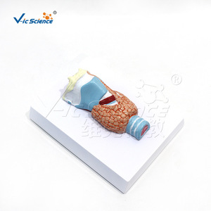 Vic Education : Modèle de la thyroïde, structure anatomique du système respiratoire humain - Product Image 1