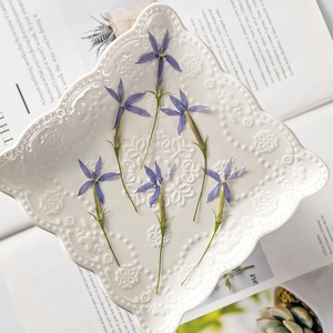 12 stelle pz/pacco floreale naturale <span class=keywords><strong>blu</strong></span> per resina arte artigianale cornice candela <span class=keywords><strong>e</strong></span> Reed diffusore vero fiore pressato - Product Image 3
