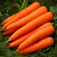 Carottes fraîches nouvelle récolte 4,5 KG Emballage en carton Petite taille Exportation mondiale Prix bas Haute qualité Carottes fraîches