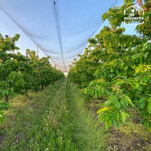 Red de Protección Contra la Lluvia, Estructura de Red Agrícola Resistente, Ideal para Proteger Cultivos de Lluvia Intensa, Granizo y Condiciones Adversas - Product Image 2