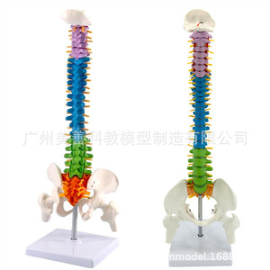 Modèle de colonne vertébrale humaine coloré de 45 cm, incluant la bassine, le fémur, le coccyx et la colonne vertébrale ; Modèle squelettique ; En position debout - Product Image 3