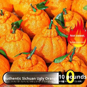 정통 3 학년 사천 익은 만다린 어글리 오렌지 슈퍼 달콤한 신선한 과일 비 Wo 만다린 물 대량 도매 - Product Image 5
