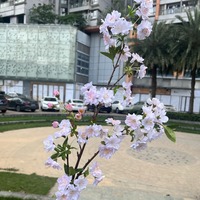 Bunga Sakura Jepang Buatan Realistis Warna Putih & Merah Muda untuk Dekorasi Rumah, Pernikahan, Pesta, dan Acara