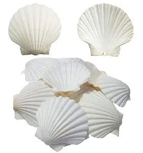 Scallop shells for food, baked shells Large natural white scallops from the beach