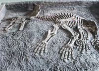 Squelette de T-Rex réaliste de qualité muséale, reproduction de site d'excavation de fossiles de dinosaures, pour décoration murale de parc à thème