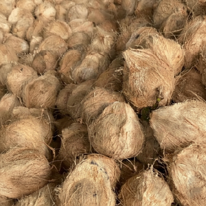 GRANDE APPROVISIONNEMENT DE NOIX DE COCO SEMI DU VIET NAM AVEC BON PRIX - Product Image 1