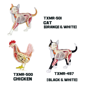 Modelo Educativo de Estructura Ósea Animal Realista Personalizado, Modelo de Anatomía de Órganos Animales, Equipo de Enseñanza de Ciencias Médicas - Product Image 6