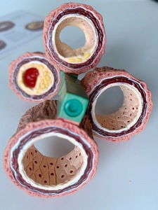 Vaso Sanguíneo Humano con Esclerosis para Estudios Anatómicos CE/ISO - Product Image 4
