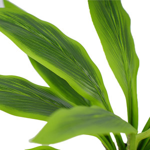 ต้นคอร์ดิไลน์เทียม คุณภาพพรีเมียม สูง 40 ซม. สีเขียว เป็นมิตรกับสิ่งแวดล้อม น้ำหนักเบา ทนทาน ผลิตจากวัสดุ PEVA+PE+PP เหมาะสำหรับตกแต่งบ้าน งานแต่งงาน หรืองานขึ้นบ้านใหม่ - Product Image 4