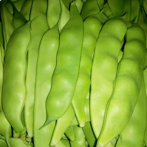 Frijoles congelados IQF con aceite vegetal de excelente calidad |   Precio Competitivo |    Alto Valor Nutricional para Suministro a Granel y Exportación - Product Image 3