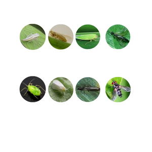 กาวดักแมลงสีเหลืองแบบม้วน เป็นมิตรกับสิ่งแวดล้อม สำหรับควบคุมแมลงหวี่ แมลงตีนกบ และแมลงทริปส์ ในโรงเรือน ฟาร์ม สวน สำหรับการจัดการศัตรูพืช - Product Image 4