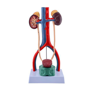Modelo Anatómico Desmontable <span class=keywords><strong>de</strong></span> Alta Calidad del Sistema Urinario Humano, Modelo <span class=keywords><strong>de</strong></span> Riñón y <span class=keywords><strong>Vejiga</strong></span> - Product Image 1