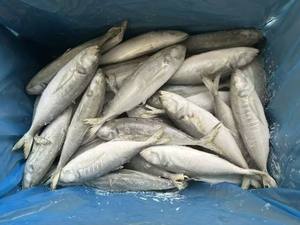 Peixe Cavala Congelado de Alta Qualidade - Mais Vendido para Alimentos Enlatados - Product Image 5