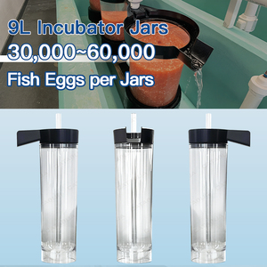 Bassin RAS haute performance pour l'élevage de poissons, incubateur de tilapias avec flux de refoulement, en acrylique - Product Image 4
