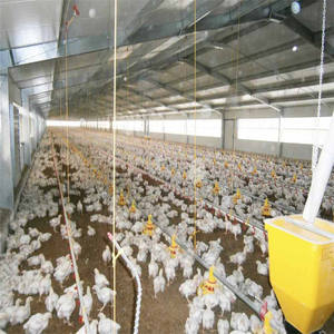 현대 디자인 철골 구조 닭 농장 및 육계 하우스 - Product Image 5