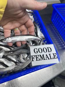 Pescado Capelin Congelado Entero y Redondo, Conservado en Agua Natural, Shishamo - Product Image 6