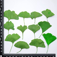 Kit Didattico con Foglie di Ginkgo Biloba Essiccate per Bambini, Attività di Artigianato Naturale, Inserimento in Resina e Raccolta di Esemplari
