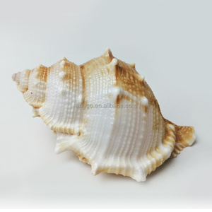 Venta al por mayor Cajas <span class=keywords><strong>de</strong></span> peces Acuarios Decoraciones <span class=keywords><strong>de</strong></span> paisaje Conchas <span class=keywords><strong>de</strong></span> <span class=keywords><strong>Caracol</strong></span> natural Caracoles <span class=keywords><strong>de</strong></span> pepino <span class=keywords><strong>de</strong></span> <span class=keywords><strong>mar</strong></span> - Product Image 5