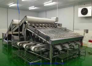 Máquina de clasificación de camarones, clasificador de camarones, lavado de gambas, rodillo de Camarón, China - Product Image 6