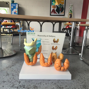 चिकित्सा एनाटोमिकल मॉडल पेशेवर चिकित्सा शिक्षण शरीर रचना थायरॉइड रोग चिकित्सा विज्ञान शिक्षा मॉडल - Product Image 6