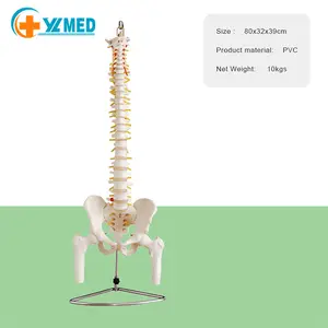 医学科学聚氯乙烯真人大小的骨盆和股骨头脊柱人体模型供教学销售
