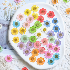 12 pièces/sac de camomille teintée à la main signets cire sceau résine époxy artisanat <span class=keywords><strong>plante</strong></span> naturelle pressée fleurs séchées - Product Image 2