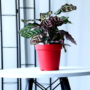 Maceta Moderna de Resina Plástica Transpirable Wei Cheng Xing, Diseño Simple, para Balcón, Interior, Plantas Verdes y Suculentas - Product Image 3