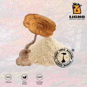 ผู้ผลิตที่เชื่อถือได้ ผงเห็ดนมเสือ Tiger Milk Mushroom LiGNO TM02 ได้รับการรับรองฮาลาลและโคเชอร์ อาหารเพื่อสุขภาพ เกรดอาหาร ผู้ผลิตแบบ OEM ODM - Product Image 1