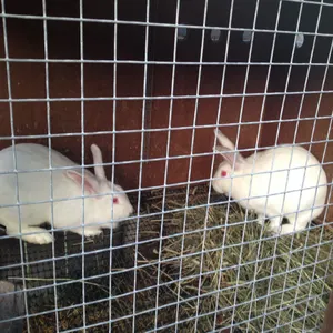 Vente en gros treillis métallique soudé pour cage à lapin Cage à poulet en treillis métallique soudé galvanisé de 3/4 pouces à vendre