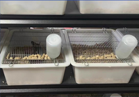 Vente en gros de cage pour souris et rats en PP pour usage en laboratoire Garantie OEM de 1 an pour l'alimentation des souris Fournitures de laboratoire d'élevage