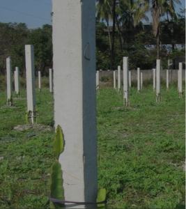 Máquina <span class=keywords><strong>de</strong></span> extrusión <span class=keywords><strong>de</strong></span> <span class=keywords><strong>postes</strong></span> <span class=keywords><strong>de</strong></span> hormigón pretensado prefabricado marca Victory con motor para la plantación <span class=keywords><strong>de</strong></span> pitahaya - Product Image 6