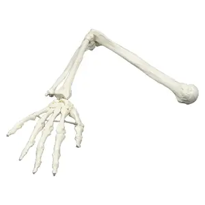 인간의 팔 뼈 (상지) 의 해부학 적 모델, PVC 플라스틱으로 만들어진 생활 크기