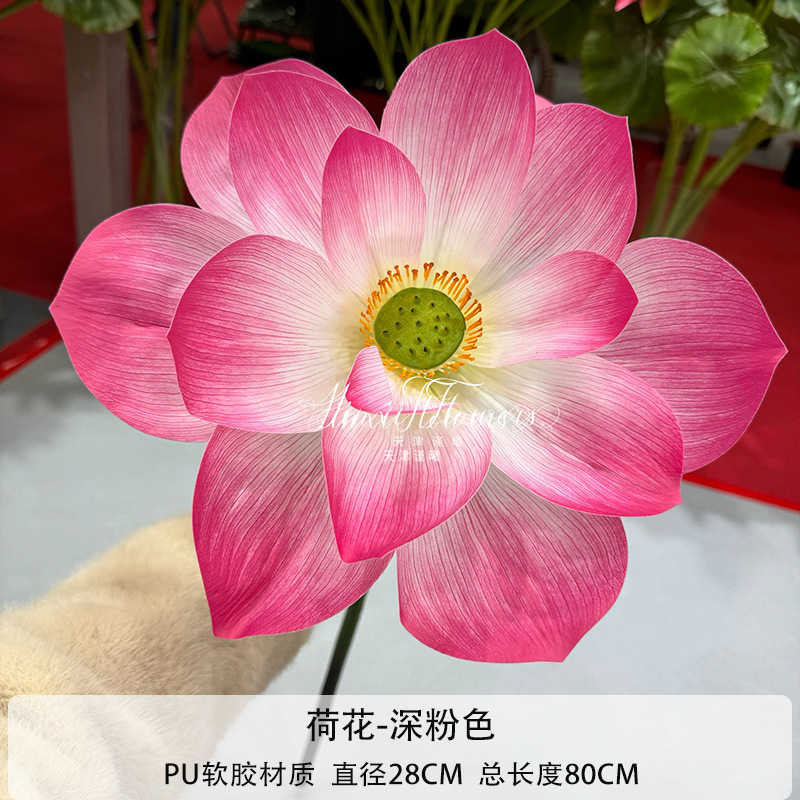Flores de loto, rosa intenso